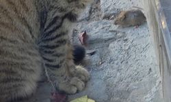 Bir kedi, fareyi diğer kediden korudu