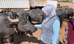 Tekirdağlı kadınların manda mesaisi: Sabah 5’te başlıyor