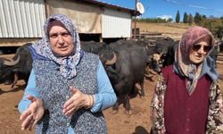 Tekirdağlı kadınların manda mesaisi: Sabah 5’te başlıyor