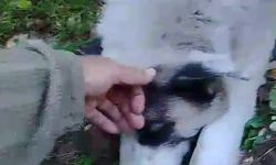 Ormanda tuzağa yakalanan köpeği arama kurtarma ekipleri kurtardı