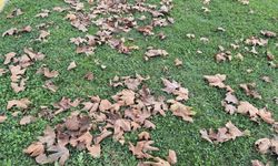 Tekirdağ’da sonbaharın renkleri yere düştü