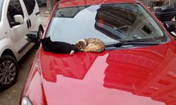 Soğuk Havada Otomobilin Üzerinde Keyif Yaptılar
