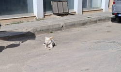 Kırklareli’nde Köpeğin Güneş Keyfi