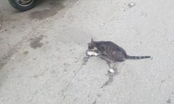 Kırılan Yumurtalar Sokak Kedisini Sevindirdi