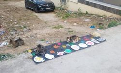 Sokak Kedileri İçin Renkli Beslenme Alanı