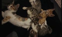 Kediler Sevimliliğiyle Büyülüyor