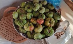 Domatesler Bahçeden Toplandı