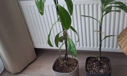 Drasena Bitkisi Ev Dekorasyonunda Tercih Ediliyor