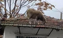 Edirne'de çatıya çıkan koyun şaşırttı: Otları yemek için çatıya çıktı