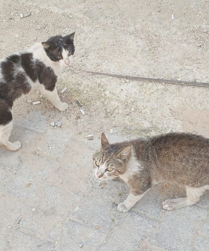 Mahallenin Aslanları Yine Kapıştı
