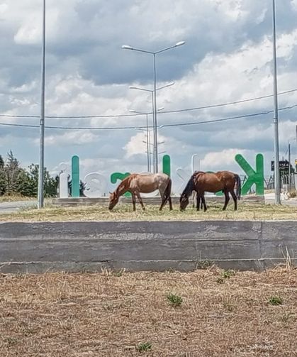 Kırklareli’nde Başıboş Atlar Trafiği Tehlikeye Atıyor
