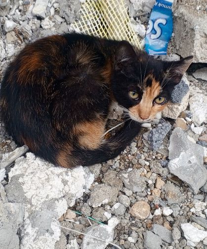 İnşaat Molozlarının Arasında Uyuyan Yavru Kedi Yürek Burktu