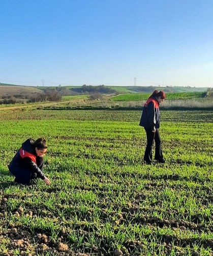 Arpa Alanları İncelendi