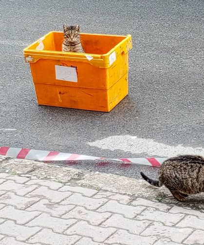 Kutuda Saklambaç Mesaisi