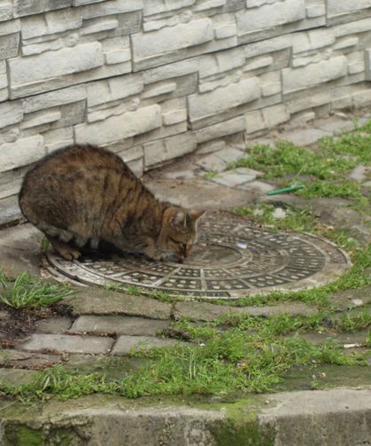 Susuzluğa Rögar Kapağında Çözüm