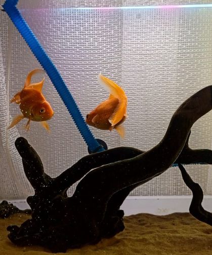 Bayramda Akvaristlere Öneriler