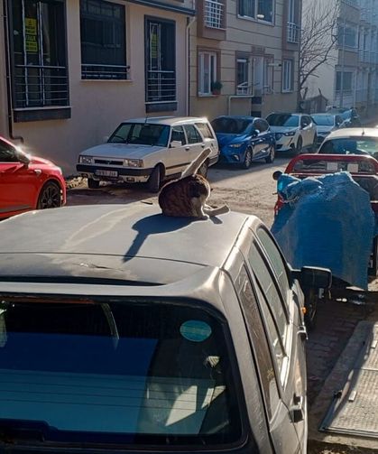 Park Halindeki Aracın Üzerinde Güneşlenen Kedi Dikkat Çekti