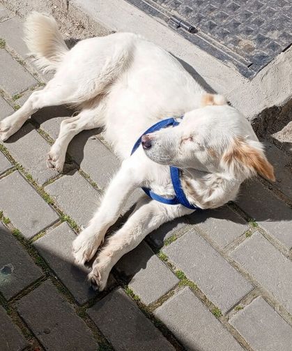 Güneşli Havayı Fırsat Bildi