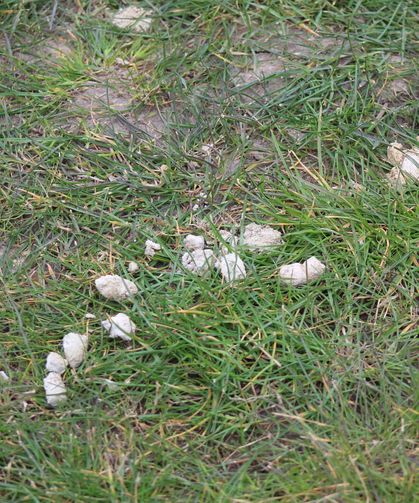 Millet Bahçesi’nde Yeşil Alanlar Hayvan Dışkılarıyla Gölgelendi