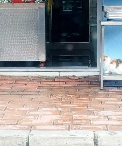 Balıkçı Tezgâhının Müdavimleri Kapının Önünde Bekliyor