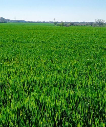 Kırklareli'nde Mısır Tarlaları Yeşillendi