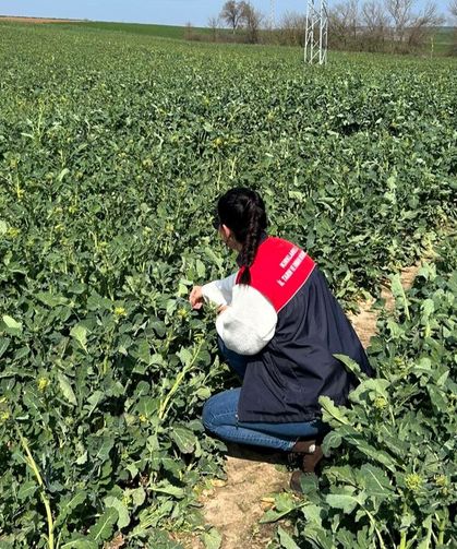 Pehlivanköy’de Kanola Tarlalarında İnceleme