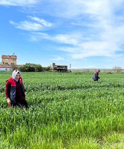 Kırklareli’nde Süne Sürveyi Çalışmaları Başladı
