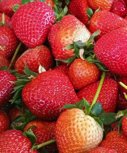 Çilek Tezgâhlarda Yerini Aldı