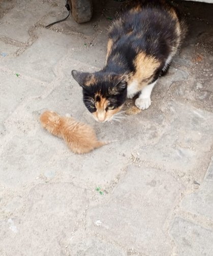 Çöp Konteynerinin Yanında Yavrusuyla Bekleyen Kedi Yürek Burktu