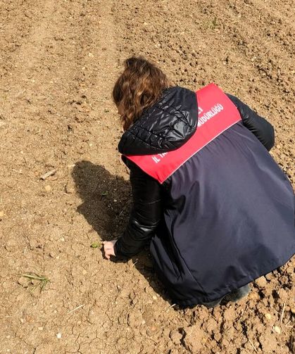 Pehlivanköy’de Ayçiçeği Tarlalarında Kontroller Sürüyor