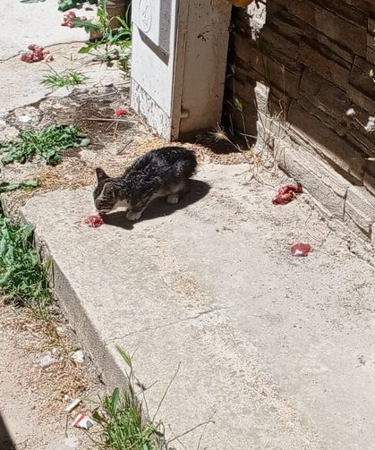 Sokak Hayvanlarına Çiğ Et Uyarısı