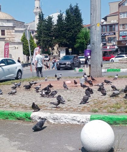 Güvercinler Kavşağı Mesken Tuttu