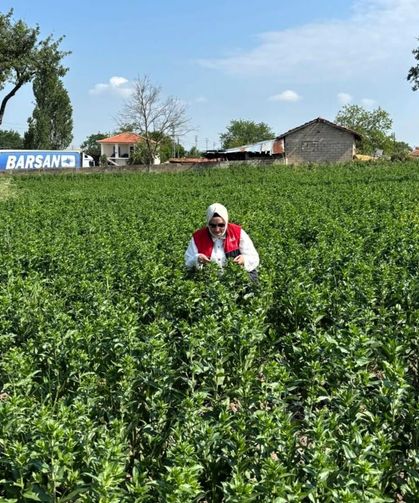 Aspir Demonstrasyon Alanlarında Saha Kontrolü