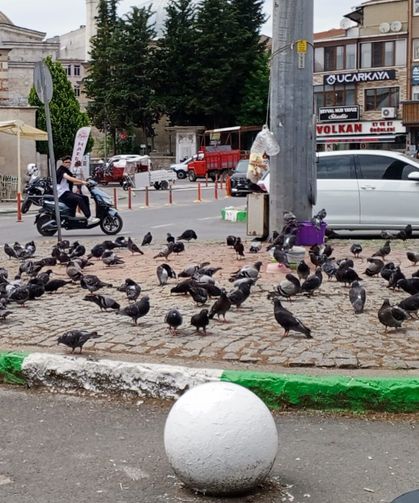 30 Dereceyi Bulan Sıcaklıkta Güvercinler Su Kaplarının Başından Ayrılmadı