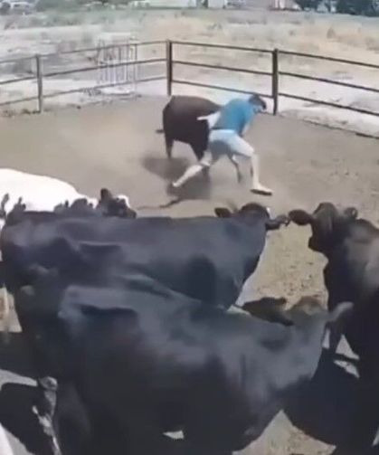 Boğanın saldırdığı besici büyük tehlike atlattı, o anlar kamerada
