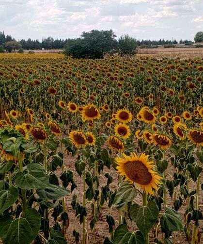 Kırklareli'nde Ayçiçeği Tarlaları Sarıya Büründü