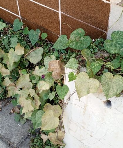 Betonların Arasında Hayata Tutunan Sarmaşık