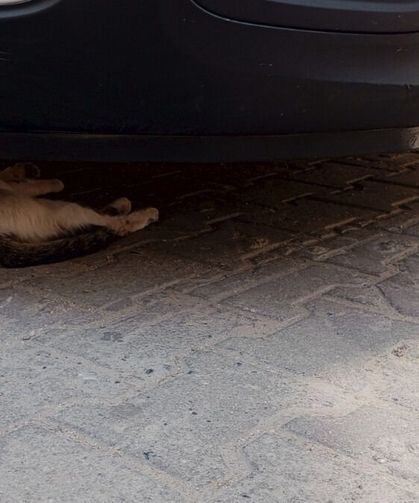 Sıcaktan Bunalan Kediler Çareyi Otomobillerin Gölgesinde Buldu