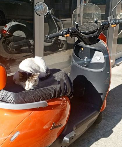 Güneşin Keyfini Motorun Üzerinde Çıkardı