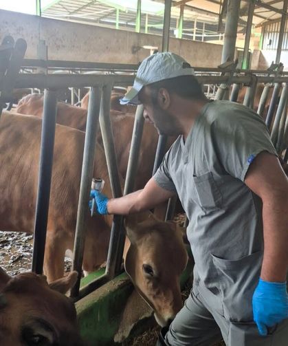 Büyükbaş Hayvanlara Sonbahar Aşılaması Sürüyor