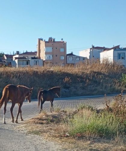 Atlar Sokaklarda Başıboş Dolaştı