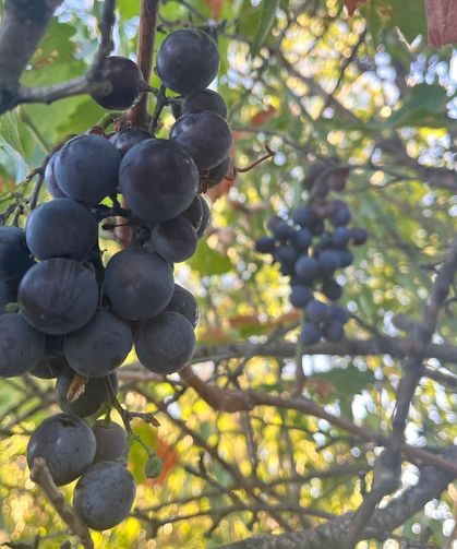 Üzümlerin Lezzeti Konuşuluyor