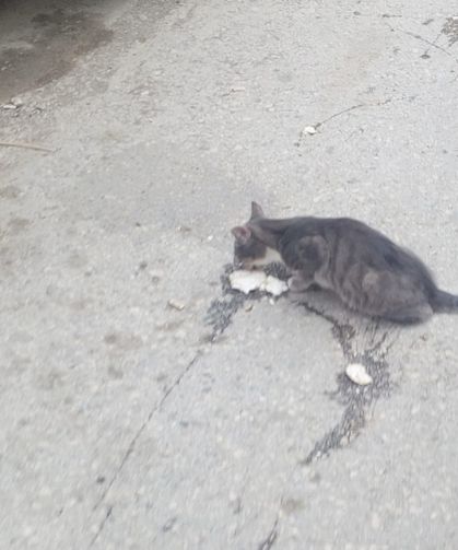 Kırılan Yumurtalar Sokak Kedisini Sevindirdi