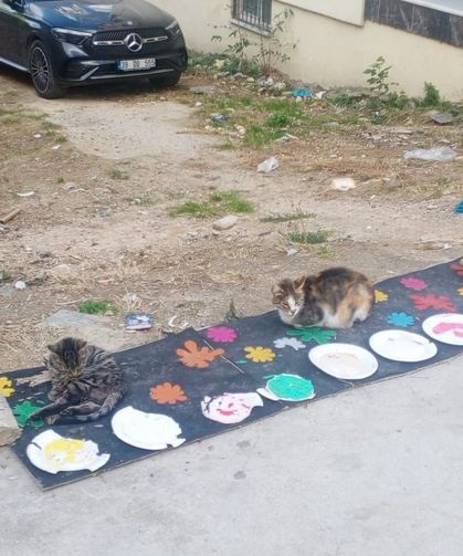 Sokak Kedileri İçin Renkli Beslenme Alanı