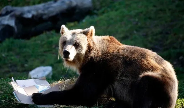 Slovakya’da ayı saldırısı: 2 yaralı