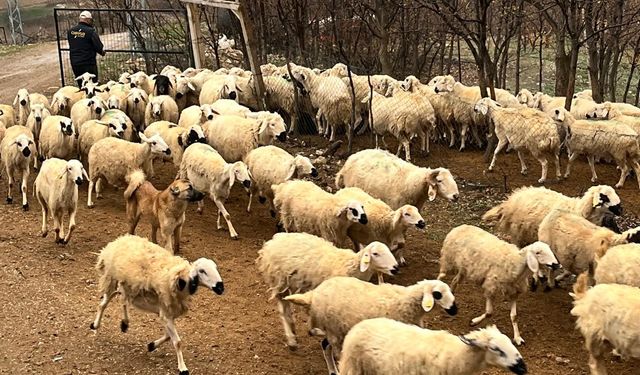 Koyunlar Yeşil Alanlarda Otluyor