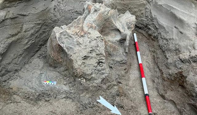Kırgızistan'daki bir taş ocağında mamut kemikleri bulundu