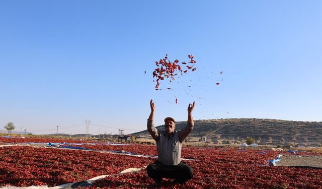 En acı hasat: Maraş biberinde üretim 50 bin ton