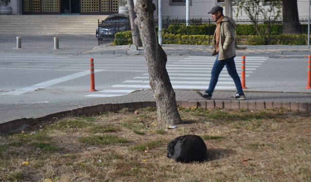 Soğuk Havalarda Sokak Hayvanları Zorlu Koşullarla Mücadele Ediyor