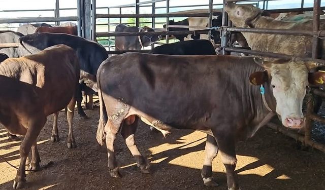 Tekirdağ’da kaçak hayvan sevkiyatına ağır ceza